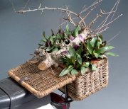 bloemen en planten vvbvanbree     1121